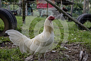 White rooster in summer garden. Fighting rooster without crest. fight bird. Red head of white rooster.