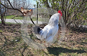 A white rooster and two brown hens from his flock in an outdoor enclosure