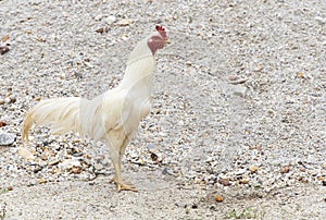 A White rooster walking on the pebbles