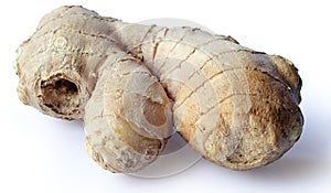 White root (rhizome) of medicinal (garden) ginger