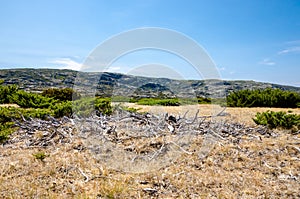 White roots, way of the hole, Serra da Estrela, Portugal