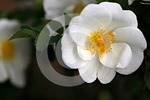 White Rosa rubiginosa sweet brier eglantine rose