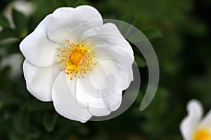 White Rosa rubiginosa sweet brier eglantine rose in the spring