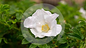 White Rosa rugosa canina dog rose flower in summer garden