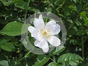 White rosa spinosissima Bibernell Rose