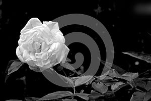White rose