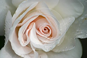 White rose