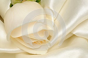 White rose