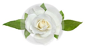 Biely ruže 