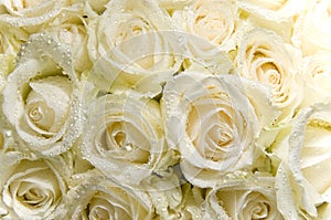 White rose