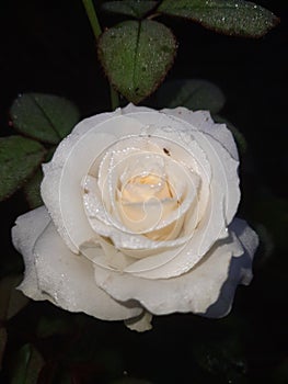 White rose