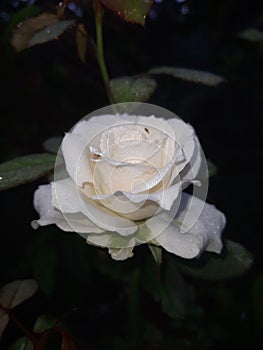 White rose