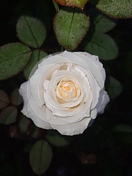 White rose