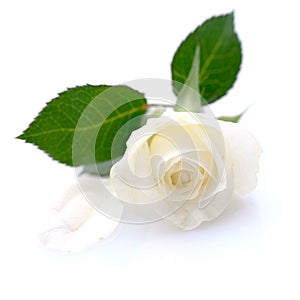 White rose