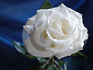 White rose photo