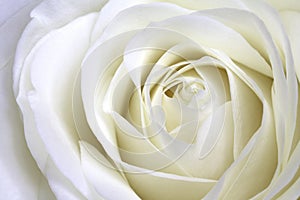 White rose