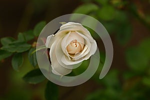 White Rose