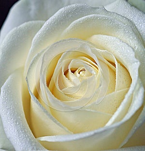 White Rose