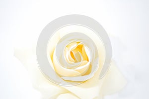 White Rose