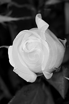 Weiß rosen 