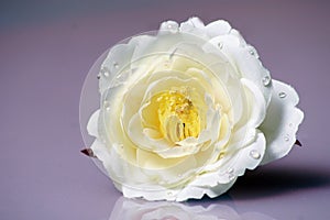 Biely ruže 