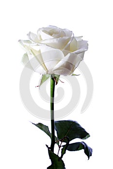 White rose