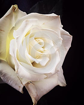 White Rose