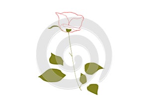 A White Rose, Abstract graphic design Iteration #3