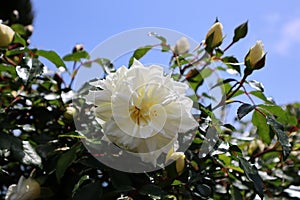 White Rose \'Albéric Barbier\' against the background of the blue sky