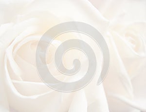 White rose background