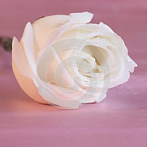 White Rose Background - Flower Stock Photos