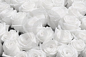 White Rose Background, Wedding invitation White roses