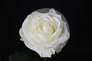 White rose beautiful flower close up macro