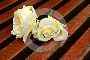 White rose on bench