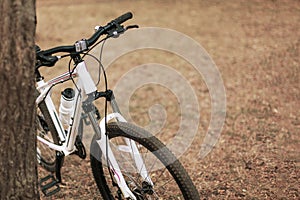 White and rose bicycle settled to the tree in the park.