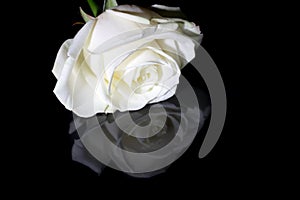 White rose on black