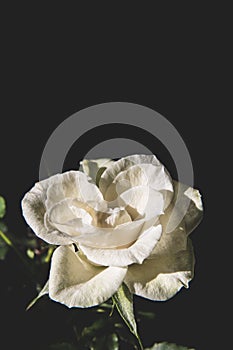 A white rose on a black background