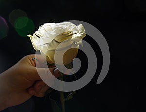 White rose on a black background in a female hand.