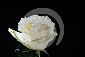 White rose  on a black background