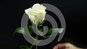 White rose on a black background in a man`s hand a gift for his beloved woman