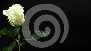 White rose on a black background in a man`s hand a gift for his beloved woman