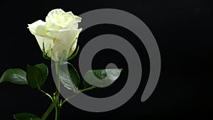 White rose on a black background in a man`s hand a gift for his beloved woman