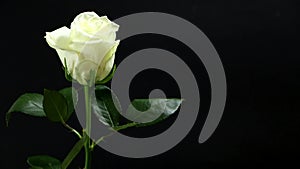 White rose on a black background in a man`s hand a gift for his beloved woman