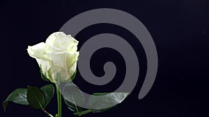 White rose on a black background in a man`s hand a gift for his beloved woman