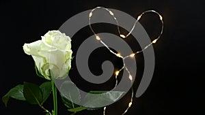 White rose on a black background in a man`s hand a gift for his beloved woman