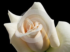 White rose on the black background