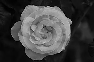 White rose on black