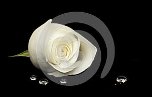 White rose on black velvet