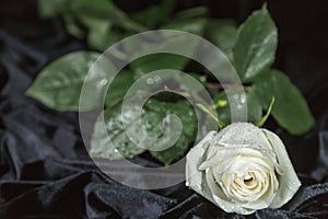 White rose on black velvet