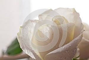 White Rose Blooming